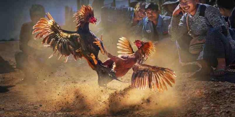 Cách thức đặt cược đá gà hiệu quả trên F8bet