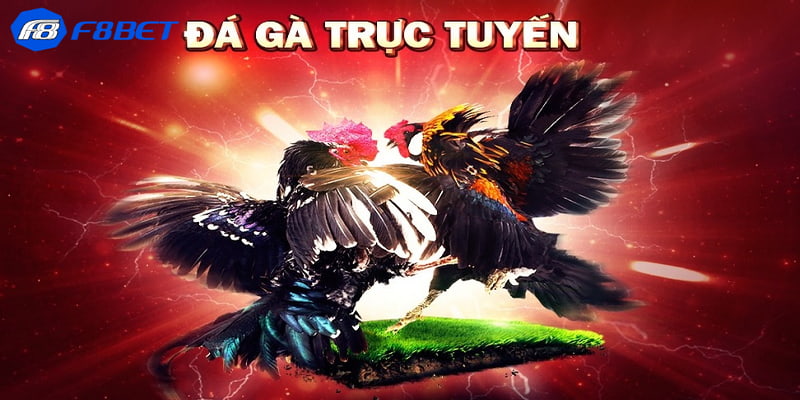 Lưu ý trong cách đặt cược tỷ lệ cược đá gà trực tuyến 